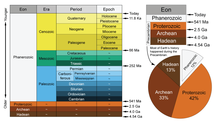 Apes appeared during this geological epoch