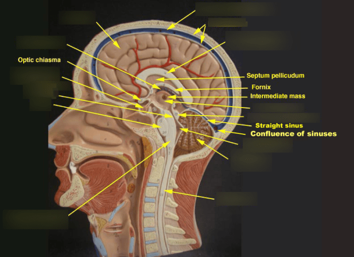 Half head with musculature labeled