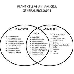 Venn diagram plant animal cells cell vs between comparing worksheet choose board science structure inspirational body drawing notes