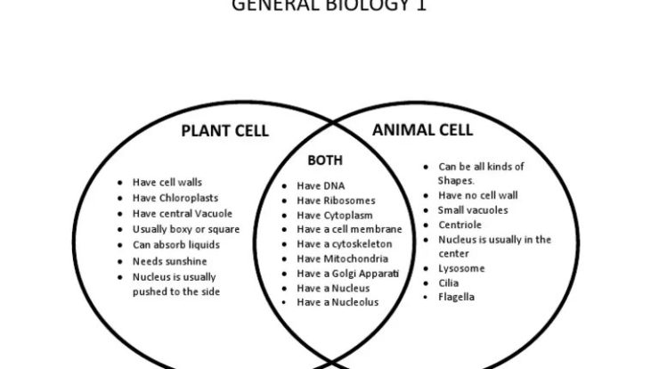 Venn diagram plant animal cells cell vs between comparing worksheet choose board science structure inspirational body drawing notes