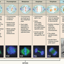 Cells alive meiosis phase worksheet