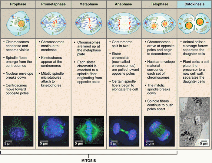 Cells alive meiosis phase worksheet