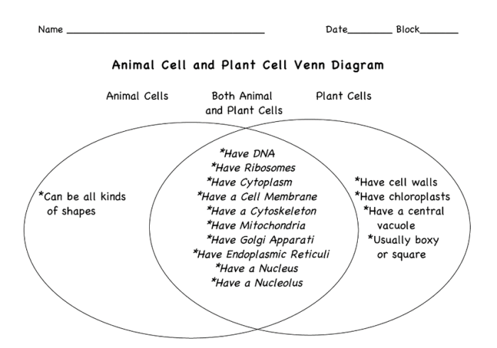 Venn diagram animal vs plant cell