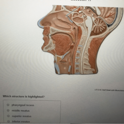 Head musculature half models