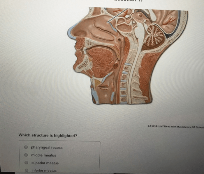 Head musculature half models