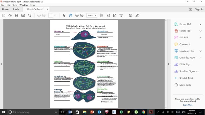 Cells alive meiosis phase worksheet