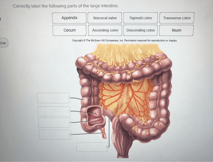 Correctly label the following parts of the large intestine