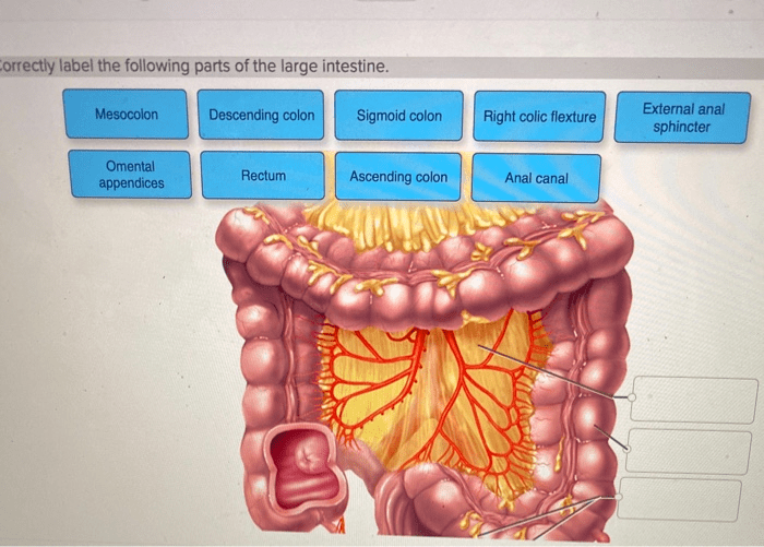 Intestine large parts anatomy caecum qa anatomyqa