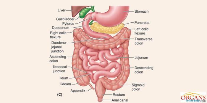 Correctly brainstem solved